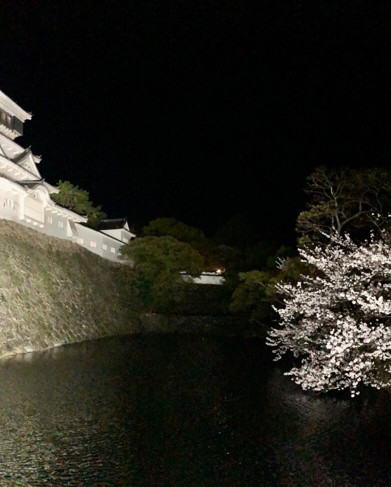 小倉城と夜桜